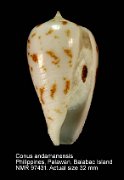 Conus andamanensis (5)